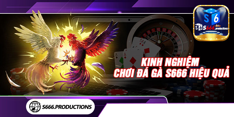 Kinh nghiệm chơi đá gà S666 hiệu quả